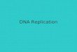 Dna replication Lecture