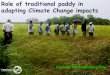 Sri lanka -  Paddy field adaptation - practical action