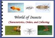 World of insects   copy