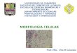 2.) Morfología Celular - Prof. Vita Calzolaio