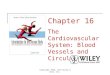 Lecture 8 the cardiovascular system blood vessels and circulation