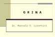 O R I N A Dr. Marcelo O. Lucentini. ¿Qué es la orina?: La orina es un ultrafiltrado del plasma, a través de la cual el riñón excreta deshechos tóxicos