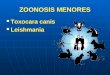 ZOONOSIS MENORES Toxocara canis Toxocara canis Leishmania Leishmania