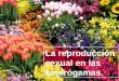 La reproducción sexual en las fanerógamas.. Las plantas fanerógamas pueden reproducirse asexualmente (sin necesidad de otro individuo), pero la mayor