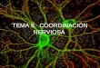 TEMA 8. COORDINACIÓN NERVIOSA. LA NEURONA Célula de Schwann AxónVaina de mielina Nódulo de Ranvier