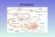 Sinapsis. Fenómenos eléctricos de las neuronas Potencial de ReposoPotencial de Acción Potencial de Membrana Es el resultado de la diferencia de la diferencia