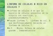 LINFOMA DE CELULAS B RICO EN CELULAS T Linfoma de células B en que la mayoría de células presentes en la biopsia son reactivas, y predominantemente T