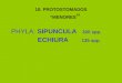 PHYLA: SIPUNCULA 320 spp. ECHIURA 135 spp. 10. PROTOSTOMADOS MENORES