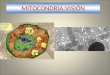 MITOCONDRIA:VISIÓN. Doble membrana. Semiautónomo. Energético (productor de ATP) Teoría endosimbiótica. Célula eucariota: Animal y VEGETAL. MITOCONDRIA: