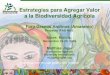 Estrategias para Agregar Valor a la Biodiversidad Agrícola Foro Granos Andinos (Amaranto) Proyecto IFAD NUS Sucre, Bolivia, Noviembre 19-20, 2009 Matthias