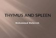 Thymus gland and spleen by Mohammad Mufarreh
