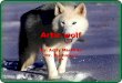 Artic wolf By Addy Martinez 0