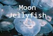 Moon jellyfish slide show- Megan Corkill