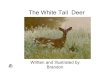 5g White Tail Deer