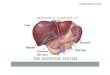 Section 2, chapter 17: stomach and pancreas