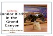 California Condor Birds in the Grand Canyon by Grand Canyon Visitor Center