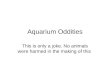 Aquarium  Oddities