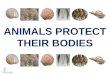 ANIMALS PROTECT THEIR BODY