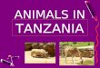 Animals in tanzania