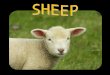241- SHEEP