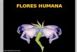 Flores humana