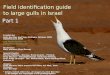 Part 1 - Updated 25/1/11 Israel large Ad Gulls of Israel Identification guide