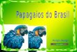 papagayos de brasil