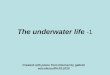 The Underwater Life 1