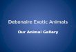 Debonaire exotic animals