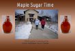 Maple Sugaring Gr5
