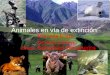Animales en vía de extinción Manuela Erazo Daniela Correa Jhoan Sebastian Bocanegra