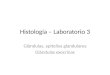 Histología – Laboratorio 3 Glándulas, epitelios glandulares Glándulas exocrinas