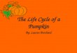 The Life Cycle of a Pumpkin 2