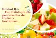 Unidad II Eco fisiología de poscosecha de frutas y hortalizas. MSc. Sandra Blandón Navarro