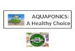 Aquaponics: A Healthy Choice