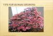 Tips for Bonsai Growing