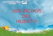 LOS BICHOS DEL HUERTO GRUPO DE TRABAJO HUERTO ESCOLAR 2011-2012 Nivel: Infantil y Primer Ciclo de Primaria Creación y Montaje : Profesorado de Infantil