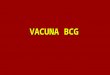 VACUNA BCG. La sigla significa: Bacilo de Calmette Guerin, elaborada con bacilos vivos y atenuados