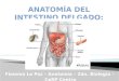 Fiamma La Paz – Anatomía – 2do. Biología – CeRP Centro