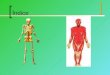 Índice. El esqueleto humano El esqueleto humano es el conjunto total y organizado de piezas óseas que proporciona al cuerpo humano una firme estructura