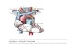 Struktur Anatomi Jantung.doc