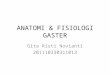 Anatomi & Fisiologi Gaster