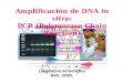 Laboratorio de Genética BIOL 3300L Amplificación de DNA in vitro: PCR (Polymerase Chain Reaction)