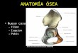 Hueso coxal: –Ilion –Isquion –Pubis ANATOMÍA ÓSEA Atlas de anatomía humana SOBOTTA