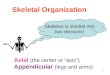 1 Axial (the center or axis) Appendicular (legs and arms) Skeletal Organization Skeleton is divided into two divisions!