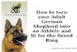 How to turn your Adult German Shepherd into an Athlete and fit for the Breed Ring Maren von der Heyde, NBS 2013