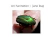 Un hanneton : june bug. une mouche: fly une abeille: bee