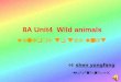 8A Unit4 Wild animals Welcome to the unit By shen yongfang 2006.6.15