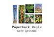 Paperbark Maple Acer griseum. Japanese Maple Acer palmatum