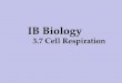 IB Biology 3.7 Cell Respiration. Relationship Between Photosynthesis and Respiration Products of photosynthesis are reactants in respiration
